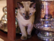 ThomTiki Tonkinese