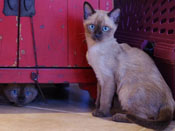 ThomTiki Tonkinese