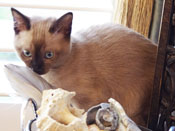 ThomTiki Tonkinese